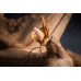 Mantis fantasma - Mantis hoja muerta - Phyllocrania paradoxa